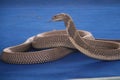 Snake Show Royalty Free Stock Photo