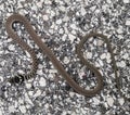 Snake on the sidewalk Royalty Free Stock Photo