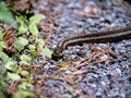 A Snake on the Sidewalk. Royalty Free Stock Photo