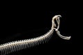 Snake skeleton on black isolated background