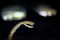 Snake Skeleton of cobra. bone ribs on black background. focus at the eyes with copy space