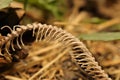 Snake skeleton detail, ribs. Dead blind snake. Exotic reptiles. Dead animal