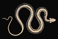 Snake skeleton isolated on black background showcasing intricate bone structure and unique form Royalty Free Stock Photo