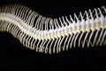 Snake Skeleton of python. bone ribs on black background. focus at the eyes with copy space Royalty Free Stock Photo