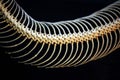 Snake Skeleton of python. bone ribs on black background. focus at the eyes with copy space Royalty Free Stock Photo