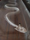 Snake skeleton, real skeleton. biological drug.