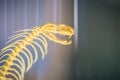 Snake skeletons of monocled cobra (Naja kaouthia), also called m Royalty Free Stock Photo