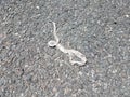 Snake skin on asphalt