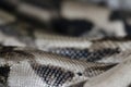 Snake skin closeup photo showing the details of the scales Royalty Free Stock Photo