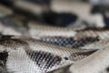 Snake skin closeup photo showing the details of the scales Royalty Free Stock Photo