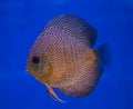 Discus fish in a blue background Royalty Free Stock Photo