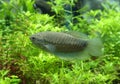 Snake skin gourami (Trichogaster pectoralis)