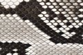 Snake skin leather material Royalty Free Stock Photo