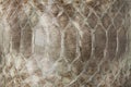 Snake skin leather texture Royalty Free Stock Photo