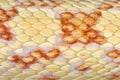 Snake skin macro