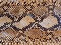 Snake skin pattern background