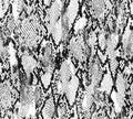 Snake skin pattern texture repeating seamless monochrome Texture snake. Fashionable print. Fashion and stylish background