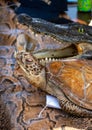 Snake skin, python, turtle, crocodile, exotic animals confiscated by border by custom, banned from entry into Europe