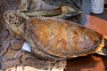 Snake skin, python, turtle, crocodile, exotic animals confiscated by border by custom, banned from entry