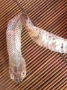 Snake skin Royalty Free Stock Photo