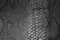 Snake skin texture Royalty Free Stock Photo