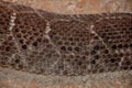 Snake skin textures. Brown snake scales background with white stripes