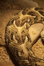 Snake skin textures. Brown snake scales background with white stripes and ornament Royalty Free Stock Photo