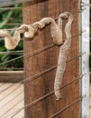 Snake Skin on Wire Fence