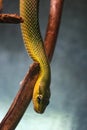 Snake sliding down Royalty Free Stock Photo