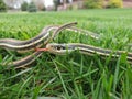 A snake slithering in the grass