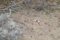 Snake Snakey searching for Mojave rattlesnake friends in the Mojave Desert Royalty Free Stock Photo