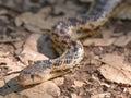 Snake species on a hiking trail in Trione-Annadel State Park in Santa Rosa, California - on a sunny spring day