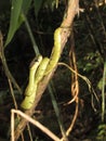 Snake Sri Lanka