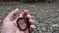 snake sticking out tongue in hold in left hand, blur background