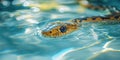 Snake Swimming in Pool Water Royalty Free Stock Photo