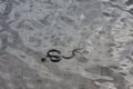 Snake swimming in water Royalty Free Stock Photo