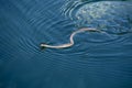 Snake Swimming in Water - Fast Speed Royalty Free Stock Photo