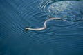 Snake Swimming in Water - Fast Speed