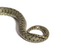 Snake tail of Viperine water snake, Natrix maura, nonvenomous and Semiaquatic snake Royalty Free Stock Photo