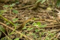 Snake in the tea harvest in the he Handunugoda Tea Estate and Tea Museum. Ahangama, Sri Lanka