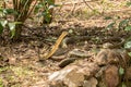 Snake in the tea harvest in the he Handunugoda Tea Estate and Tea Museum. Ahangama, Sri Lanka