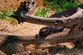 Snake in the terrarium - Black mamba Royalty Free Stock Photo