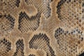 Snake texture