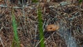 Snake In The Thick Dry Grass. Viper In The Forest. Natrix natrix. . Wallpaper. High Quality Royalty Free Stock Photo