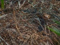 Snake In The Thick Dry Grass. Viper In The Forest. Natrix natrix. . Wallpaper. High Quality Royalty Free Stock Photo