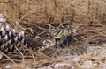 Snake-Timber rattlesnake (crotalus horridus)