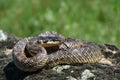Snake with tongue out Royalty Free Stock Photo