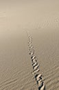 Snake Tracks Royalty Free Stock Photo