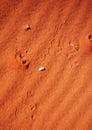 Snake tracks on sand dune Royalty Free Stock Photo