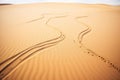 snake trails winding through desert sand